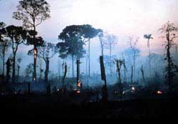 Risultati immagini per La distruzione del patrimonio arboreo tropicale